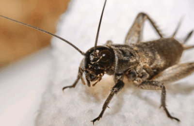 Effective Methods for Controlling Cricket Pests in Homes