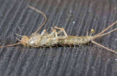How to Get Rid of Silverfish from Your Home in Lynnwood, WA?